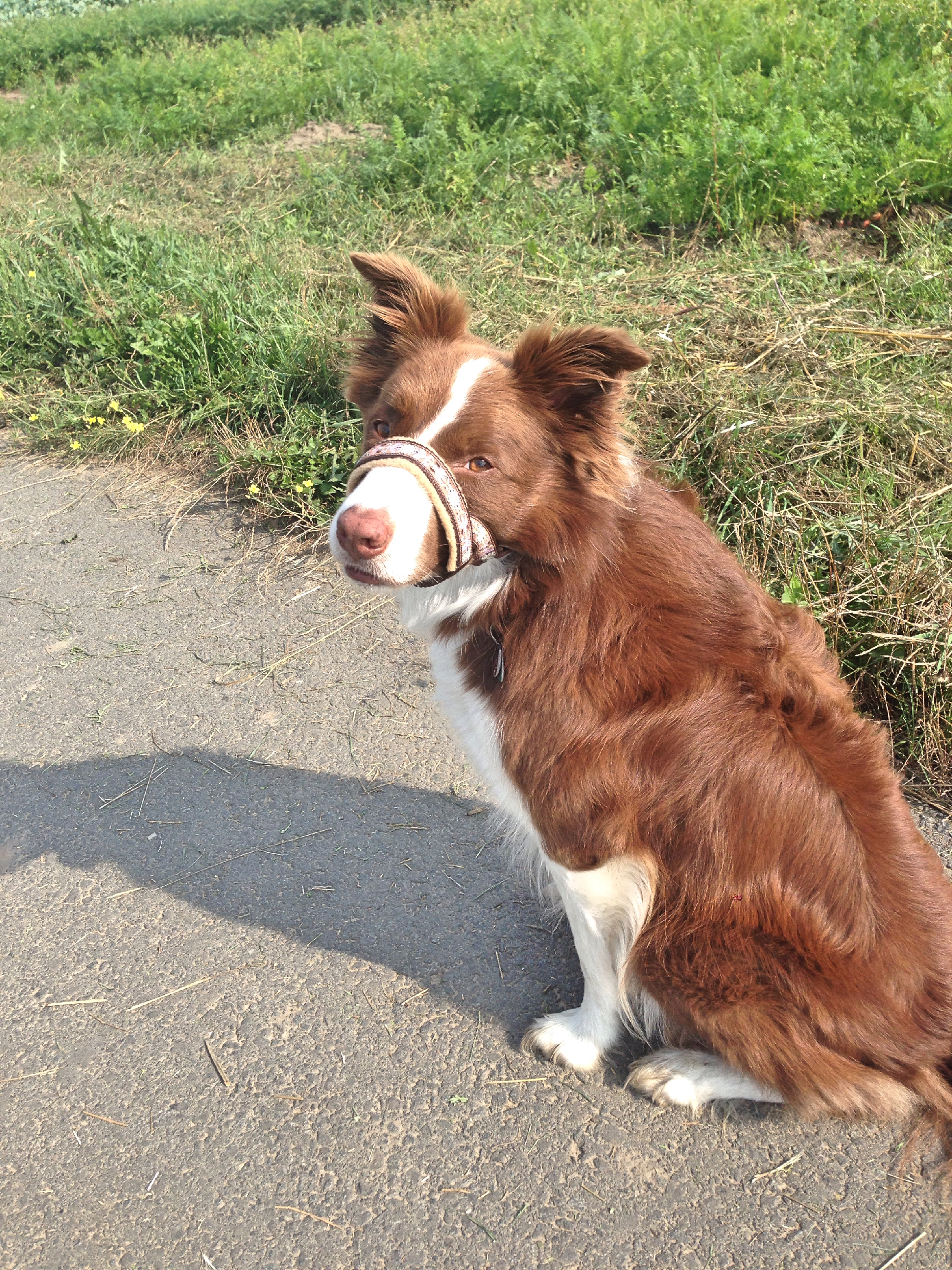 Haltitraining Hundeschule das bellende Klassenzimmer