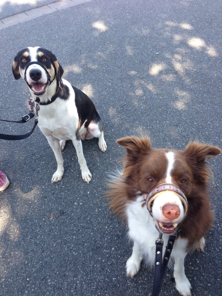 🐕 Kopfhalftertraining Hundeschule das bellende Klassenzimmer