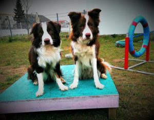 Hundeschule Das Bellende Klassenzimmer