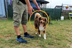 Clicker-/Kreativkurs