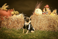 Halloween Event 2014