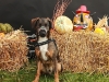 Teddy