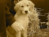 Balu