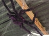 Spinne